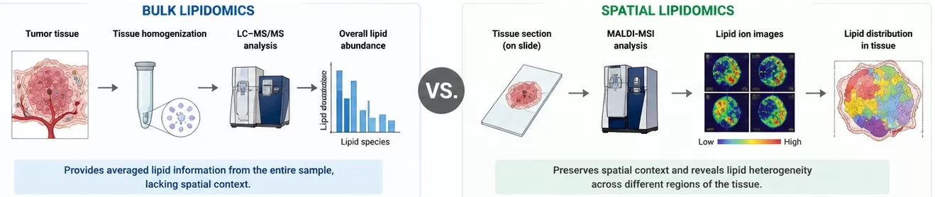 bulk lipidomics vs spatial lipidomics cancer tissue comparison tumor heterogeneity